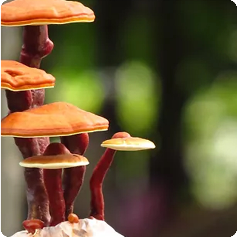 Phyto–&-Mykotherapie